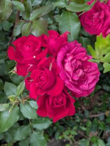 pxl 20250521 082056803