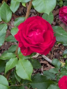 pxl 20250521 082117129