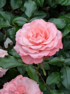 pxl 20250521 082150254