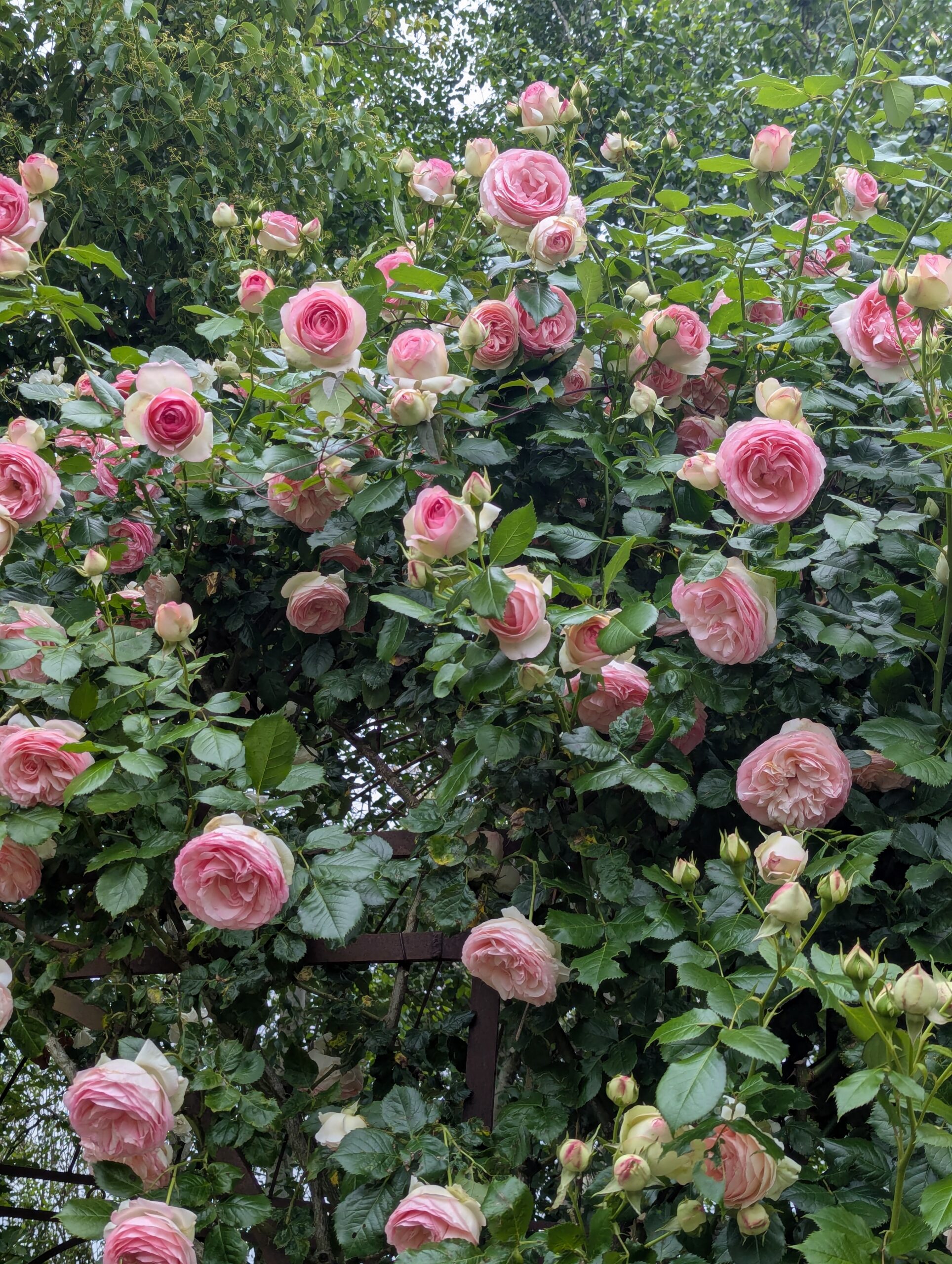 pxl 20250521 082309013