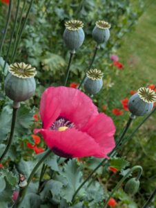 pxl 20250521 083214383