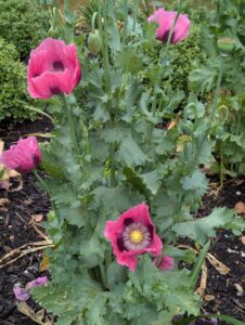 pxl 20250521 083549769