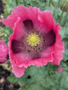 pxl 20250521 083605897