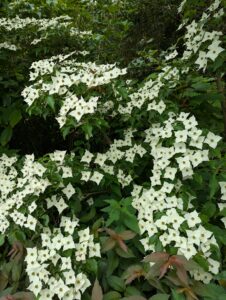 pxl 20250521 095714736