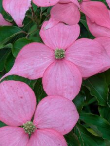 pxl 20250521 100857539