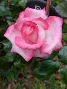 pxl 20250521 140317643