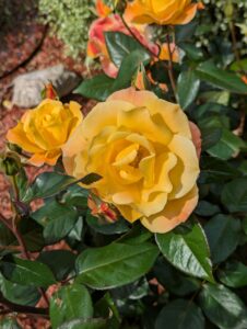 pxl 20250521 145533250