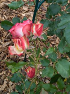 pxl 20250521 145624144