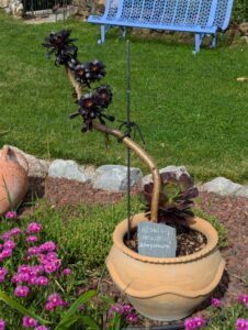 pxl 20250521 150828666